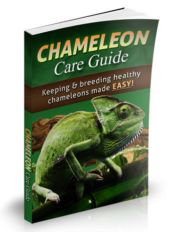 Chameleon Care