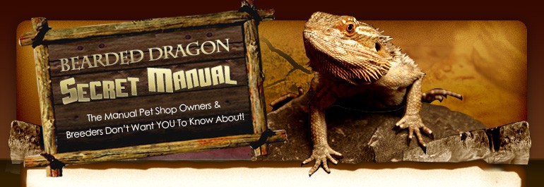 Bearded Dragon