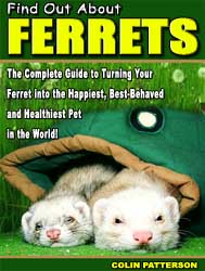 Ferrets